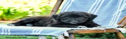 Mini Aussiedoodle dogs for sale: Aiden - Ad 2
