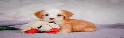 Mini Bernedoodle dogs for sale: Marcy - Ad 7
