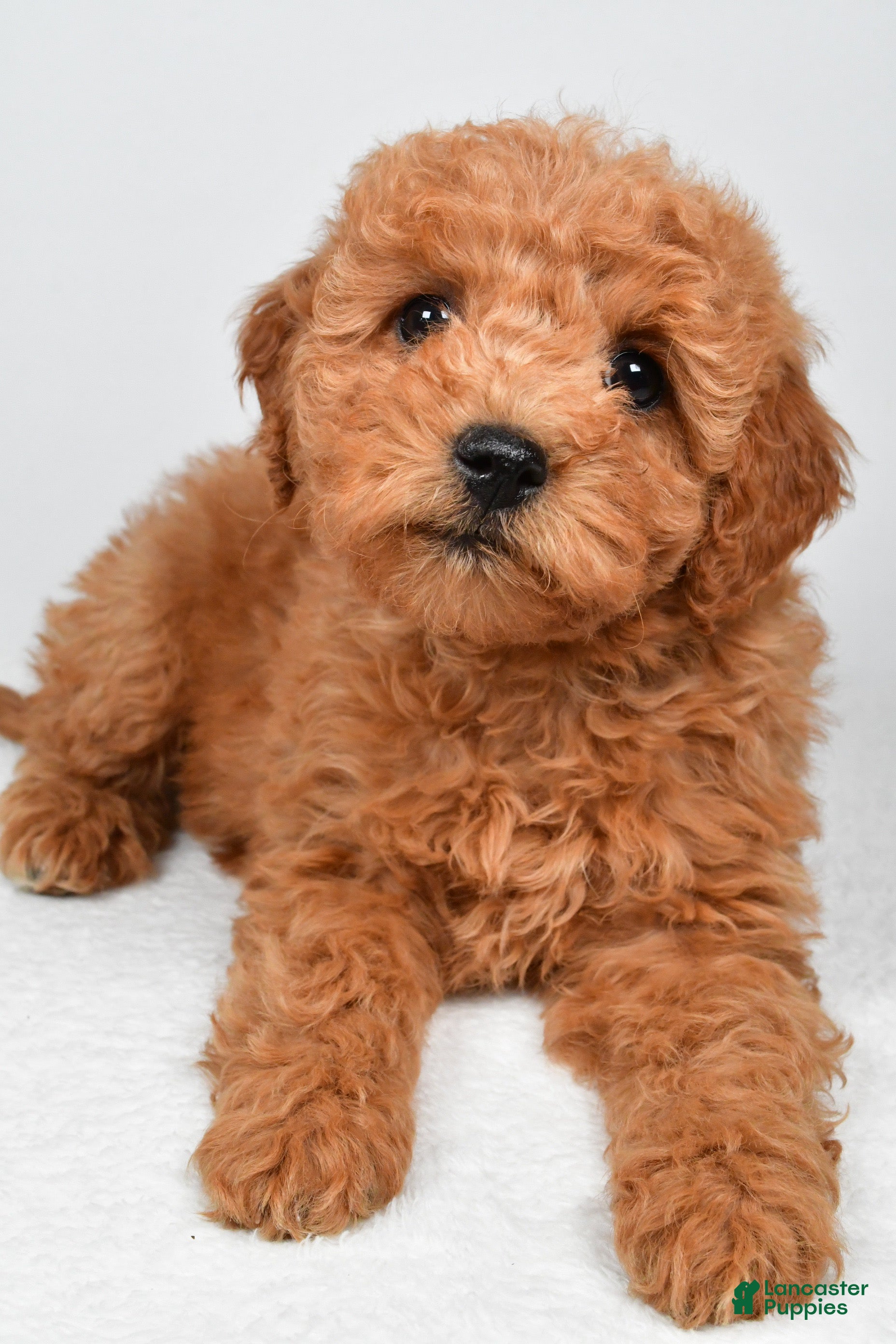 Mini Goldendoodle dogs for sale: Pearl - Ad 1