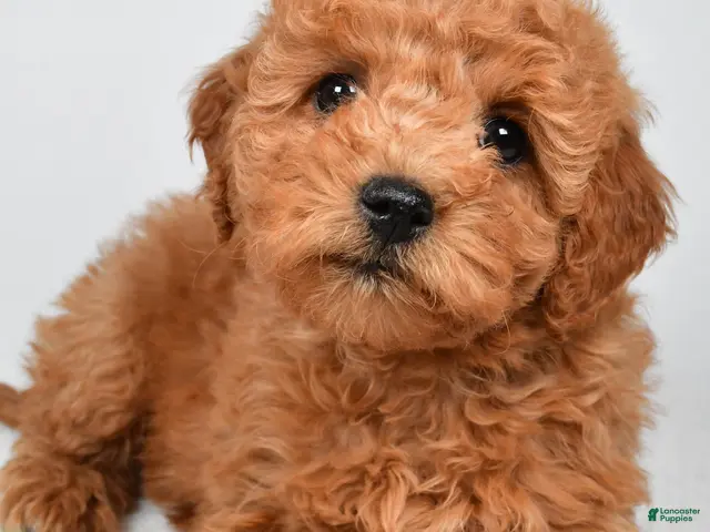 Mini Goldendoodle dogs for sale: Pearl - Ad 1