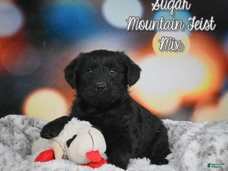 Mixed Breed dogs Sugar - Ad 4