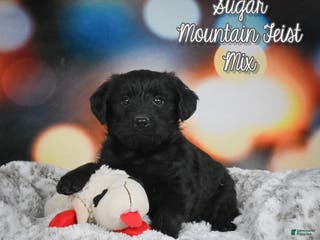 Mixed Breed dogs Sugar - Ad 3