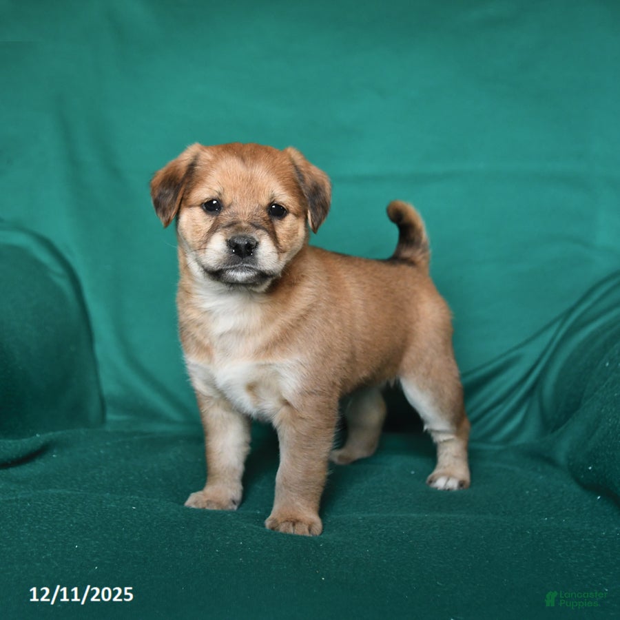 Mixed Breed dogs Jax - Ad 41