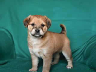 Mixed Breed dogs Jax - Ad 34