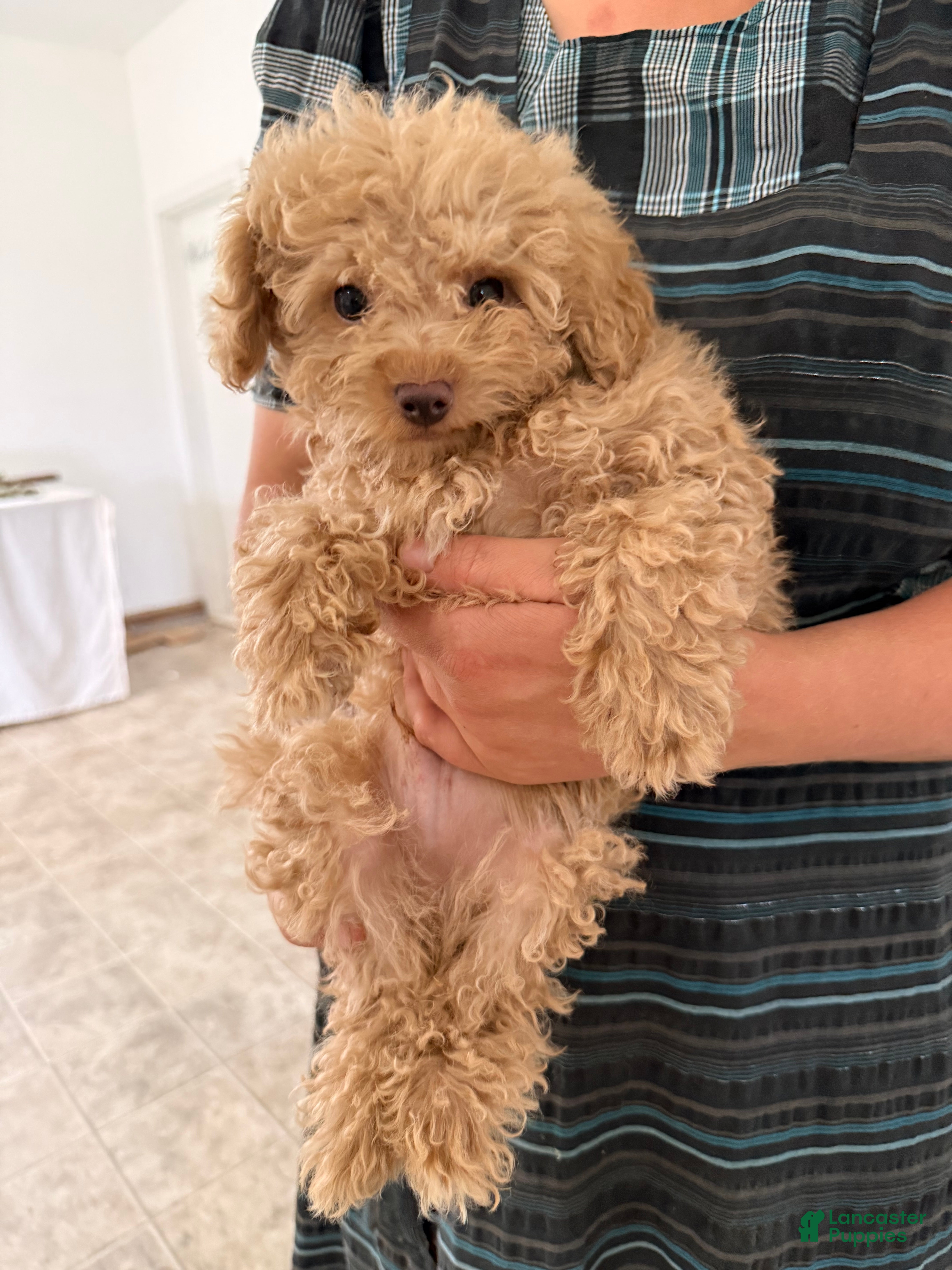 Maltipoo dogs Tanner - Ad 21