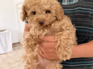 Maltipoo dogs Tanner - Ad 21