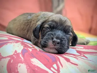 Cockapoo dogs Magi Lune - Ad 11