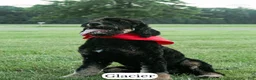 Bernedoodle dogs for sale: Glacier - Ad 12