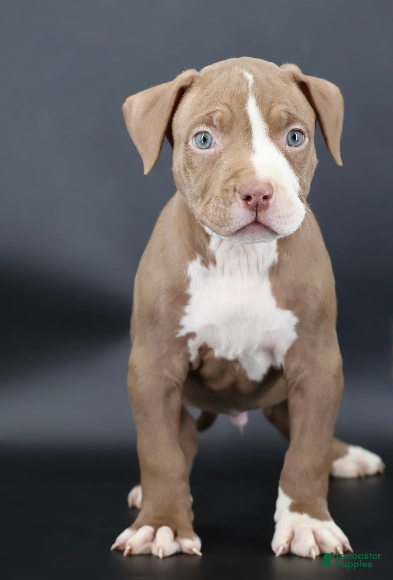 American Bully dogs Crimson - Ad 1