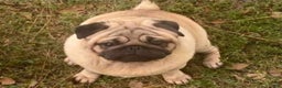 Pug dogs for sale: Pug Puppy lulu - Ad 6