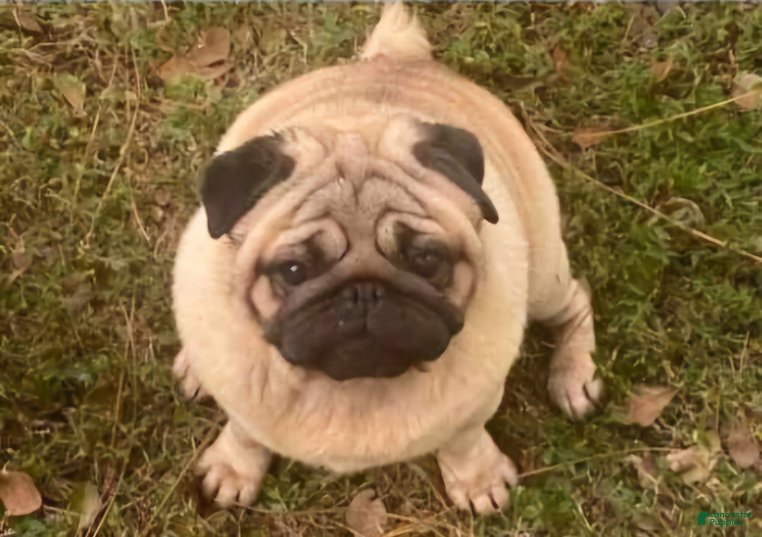 Pug dogs for sale: Pug Puppy lulu - Ad 6