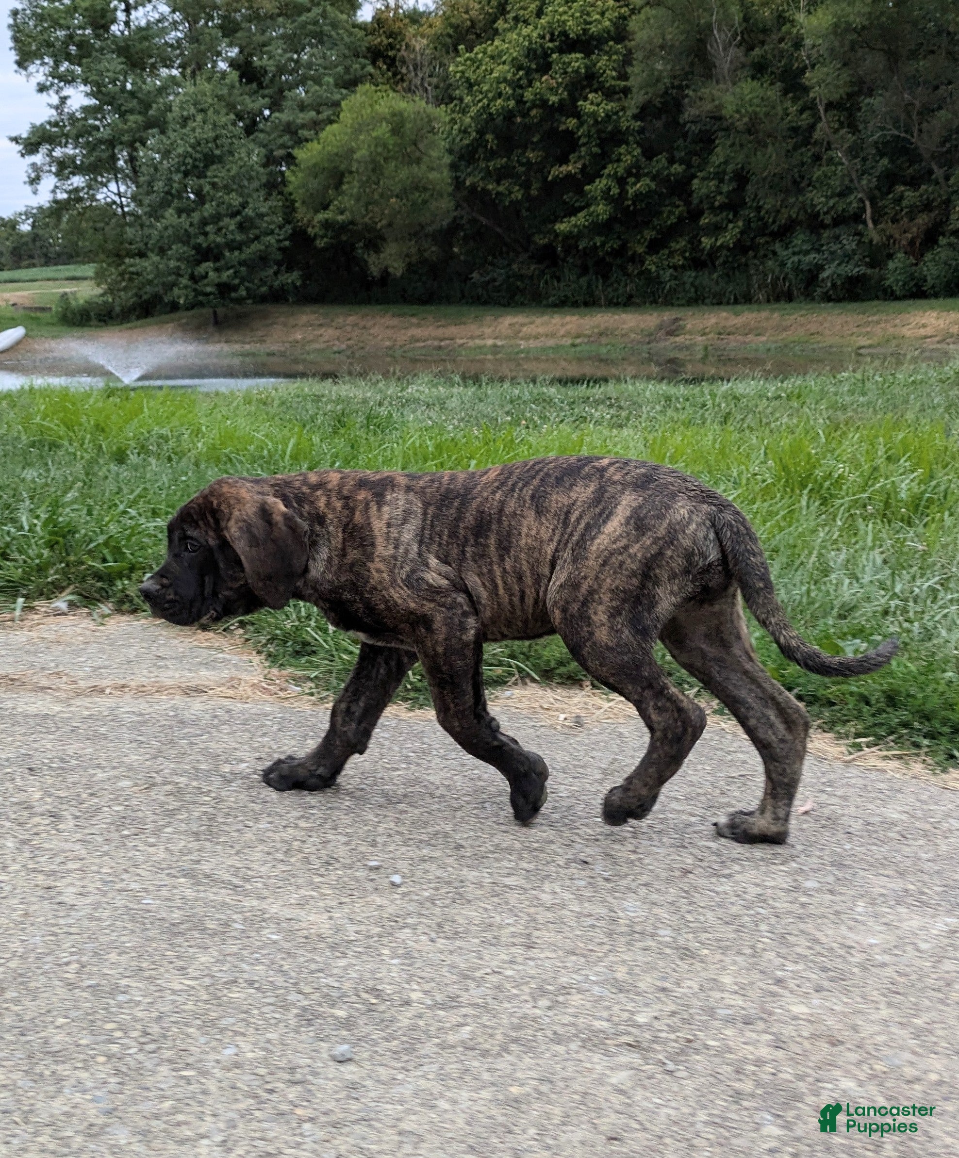 Dog Breed Apricot Brindle English Mastiff Bull English Mastiff