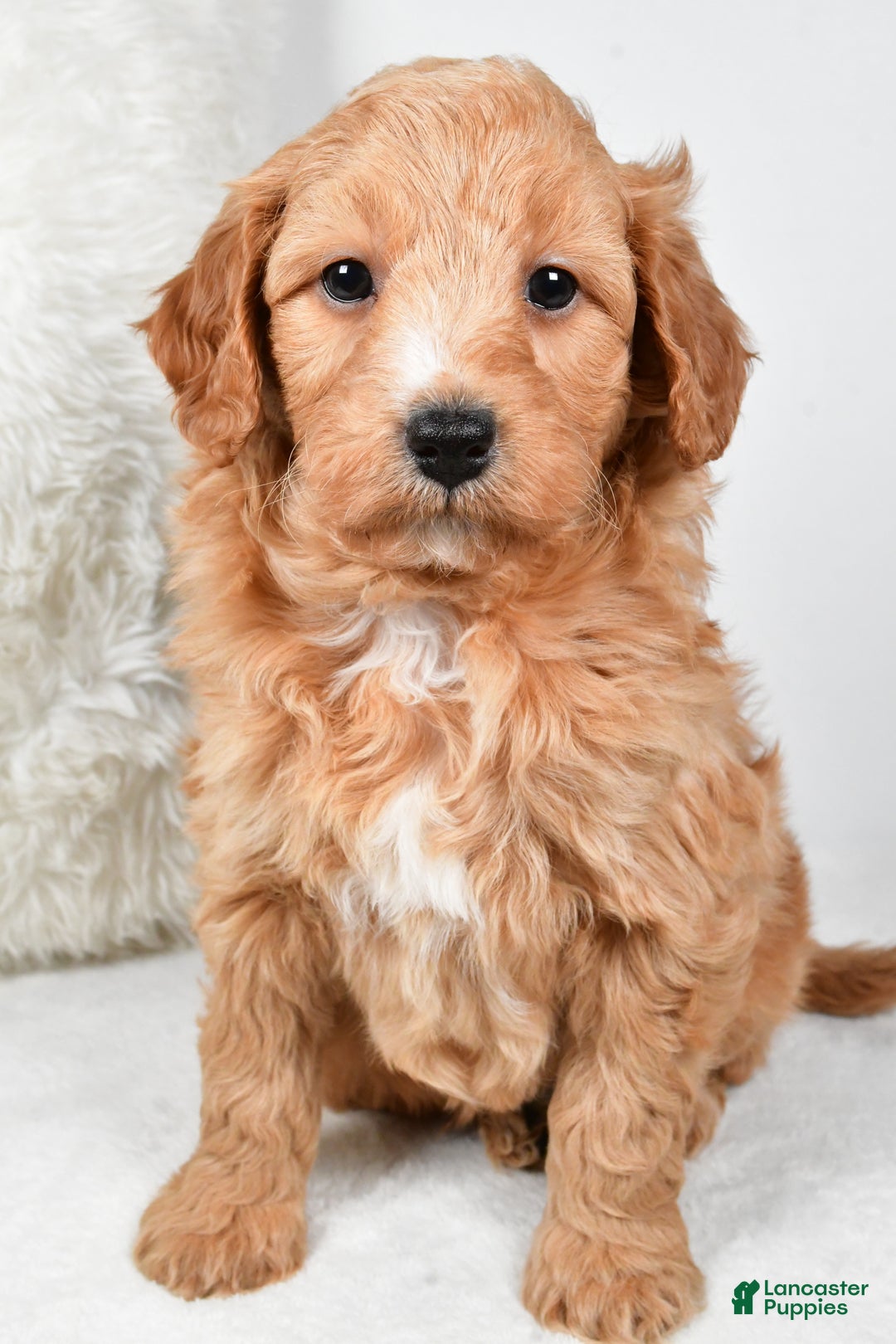 Mini Goldendoodle dogs for sale: Dusty - Ad 2