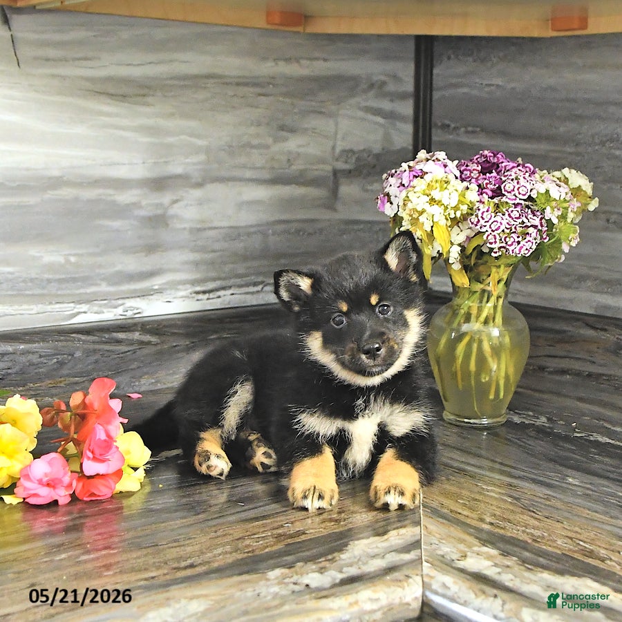 Pomsky dogs Jenna - Ad 1