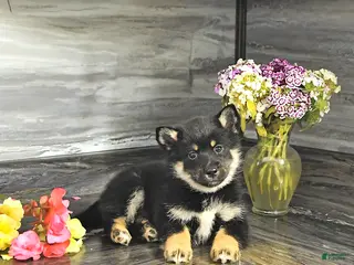Pomsky dogs for sale: Jenna - Ad 3