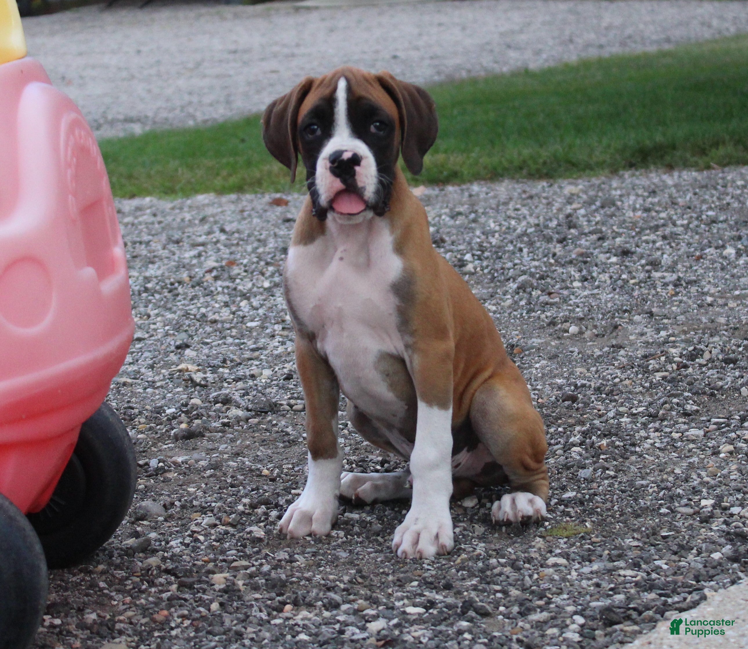 Boxer dogs Carter - Ad 2