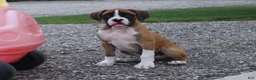 Boxer dogs for sale: Carter - Ad 2