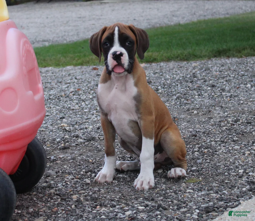 Boxer dogs for sale: Carter - Ad 2