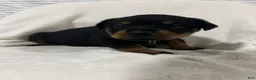 Rottweiler dogs for sale: buster - Ad 3