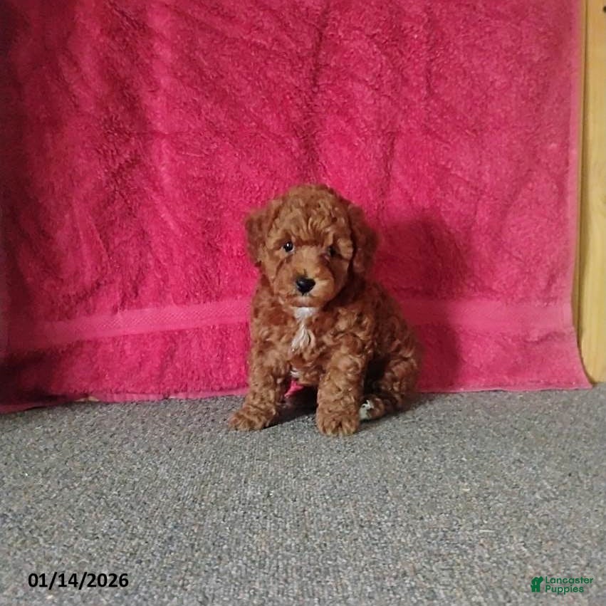 Toy Poodle dogs Chewy - Ad 7