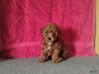 Toy Poodle dogs Chewy - Ad 11