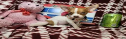 Chihuahua dogs for sale: Otessa (party) - Ad 3