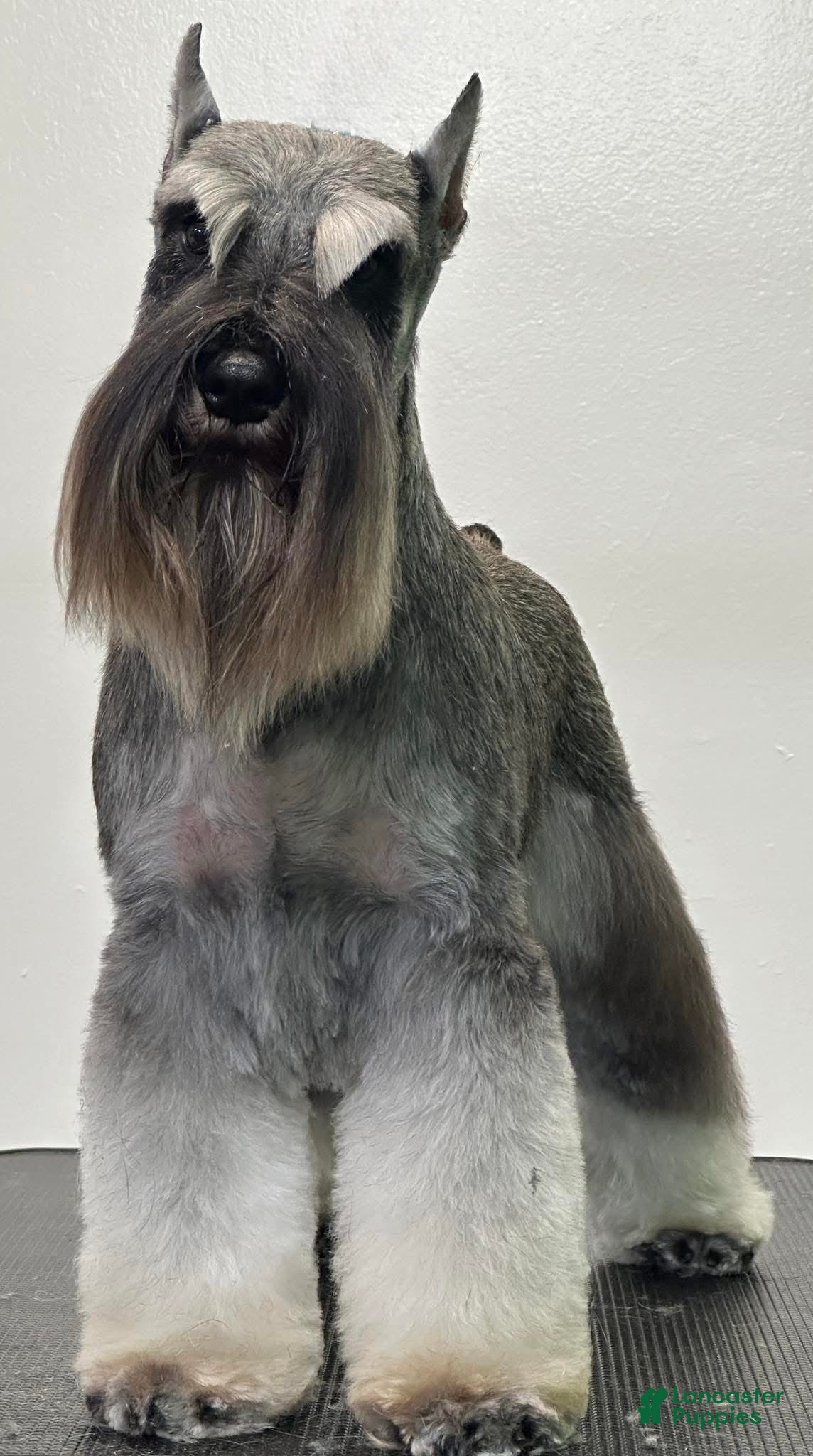 Miniature Schnauzer dogs Miniature Schnauzer Puppy 1 - Ad 2