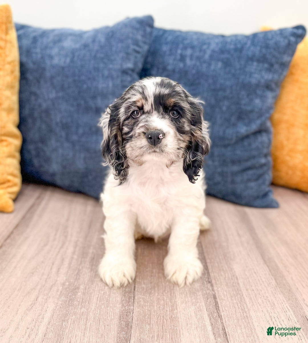 Cocker Spaniel dogs for sale: Cash - Ad 3