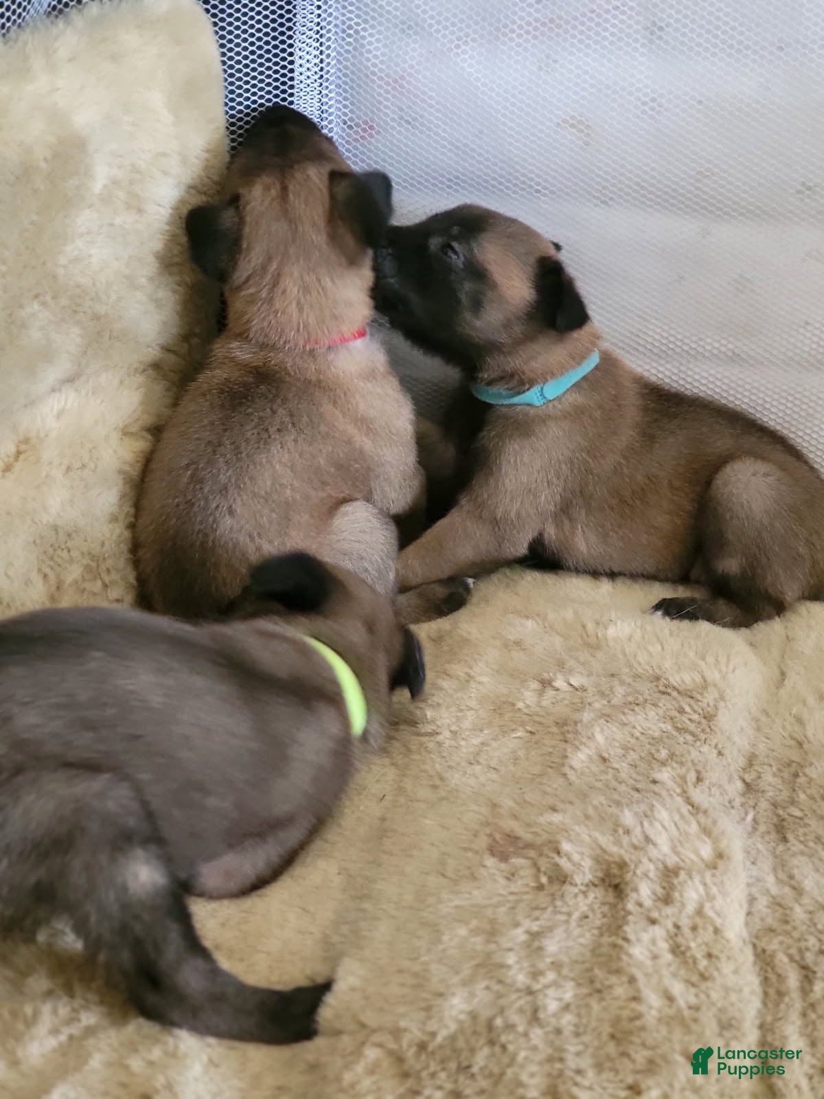 Belgian Malinois dogs Belgian Malinois Puppy 4 - Ad 27