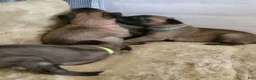Belgian Malinois dogs for sale: Belgian Malinois Puppy 4 - Ad 1