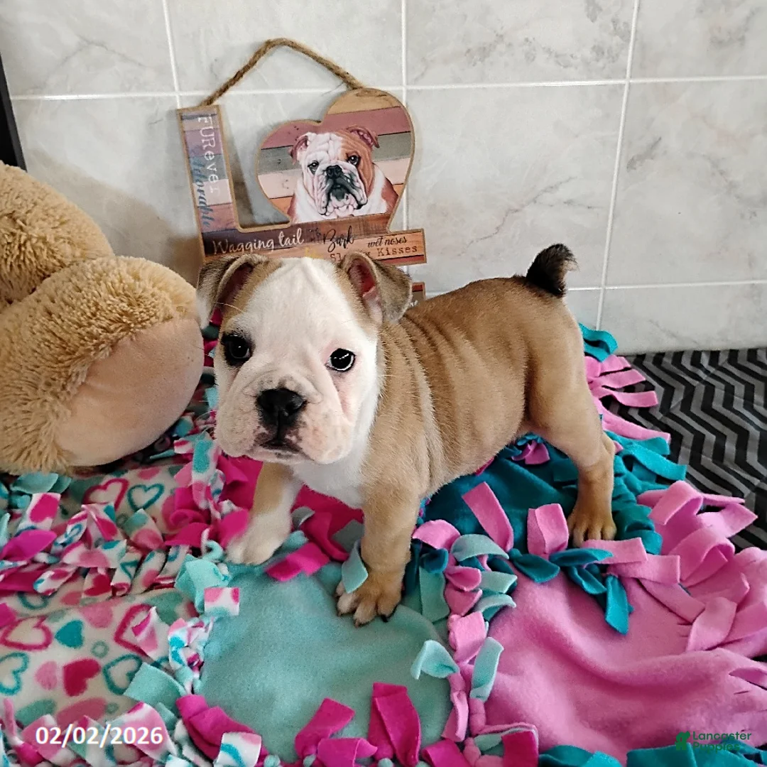English Bulldog dogs for sale: Reba Mae - Ad 6