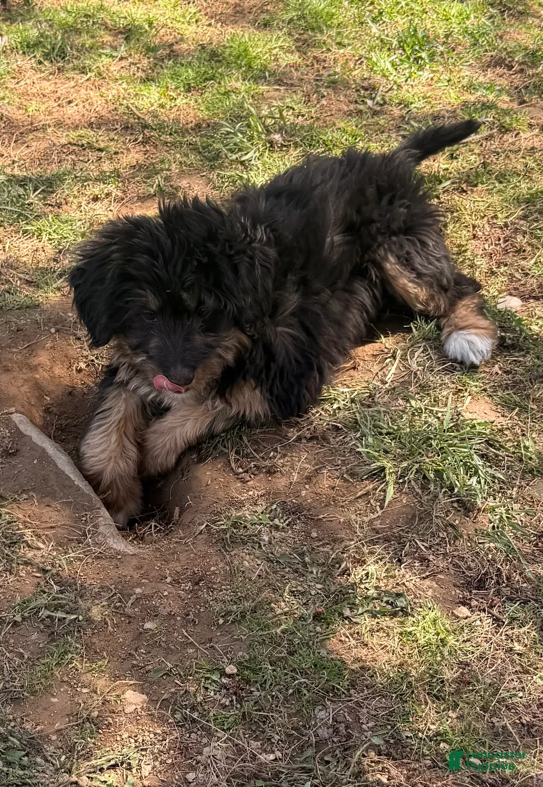 Bernedoodle dogs for sale: Sky - Ad 1