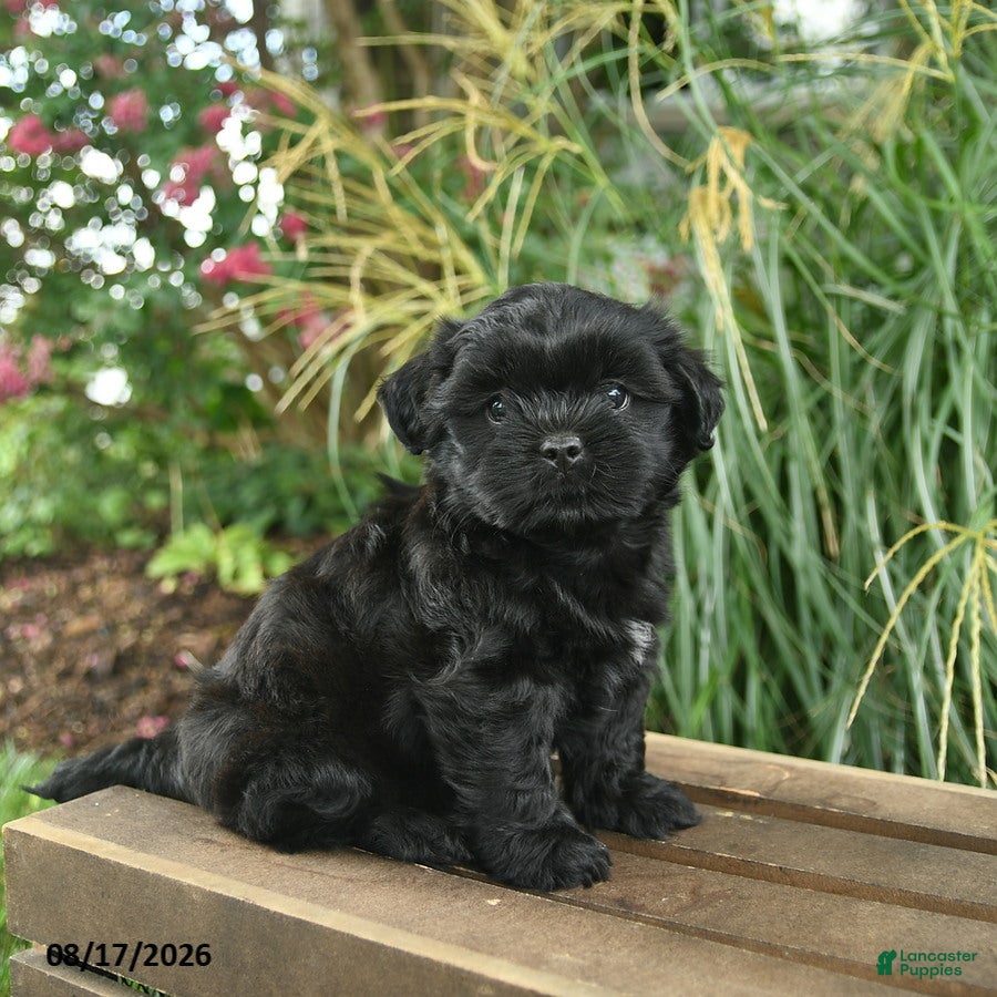 Mixed Breed dogs Mitch - Ad 1