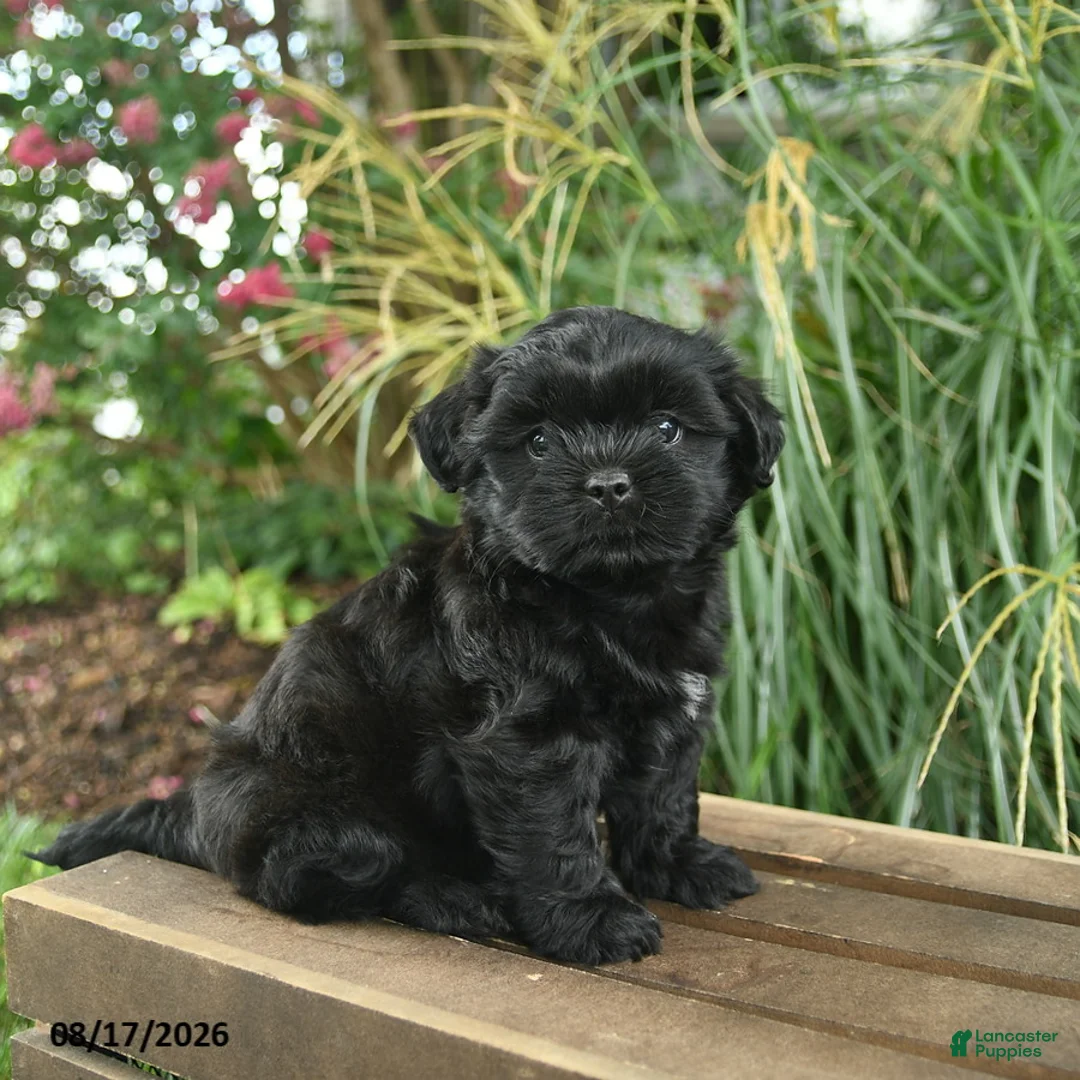 Mixed Breed dogs for sale: Mitch - Ad 1