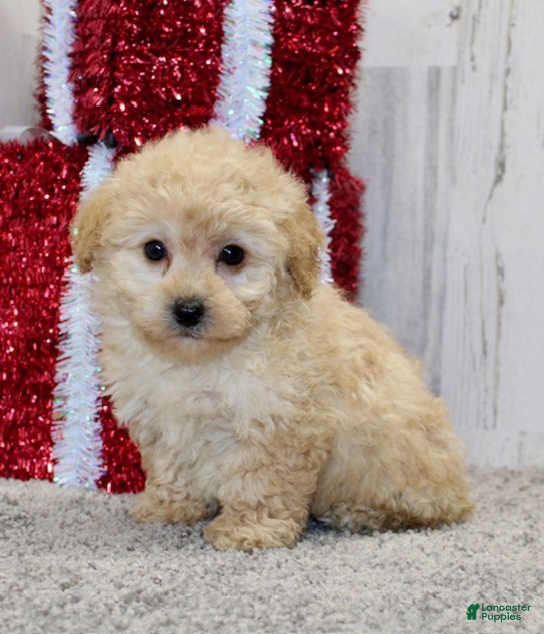 Miniature Poodle dogs for sale: Cookie - Ad 2