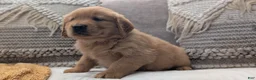 Golden Retriever dogs for sale: Spencer  - Ad 4