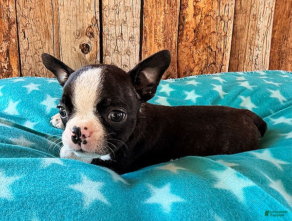 Boston Terrier dogs Ghost Pepper - Ad 2