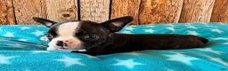 Boston Terrier dogs for sale: Ghost Pepper - Ad 2