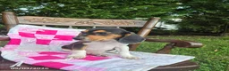 Beagle dogs for sale: Buddy - Ad 3