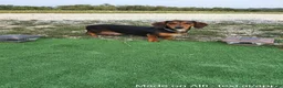 Dachshund dogs for sale: Trisha - Ad 5