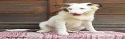 Miniature Australian Shepherd dogs for sale: Geronimo - Ad 3