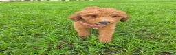 Goldendoodle dogs for sale: Sunny - Ad 3