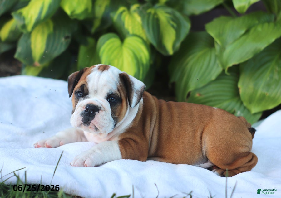 English Bulldog dogs Rob - Ad 2