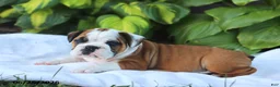 English Bulldog dogs for sale: Rob - Ad 2