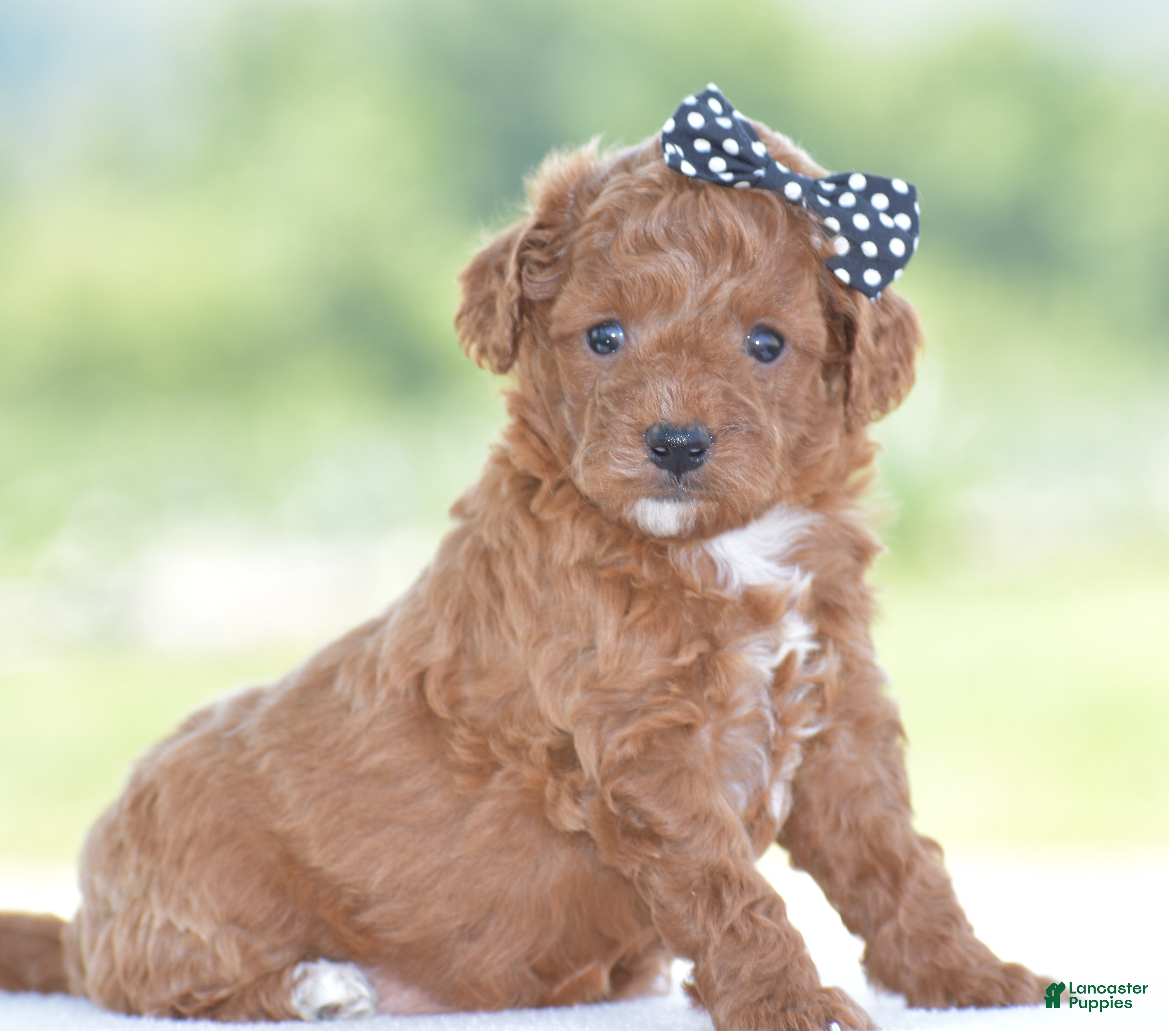 Miniature Poodle dogs Raine - Ad 1