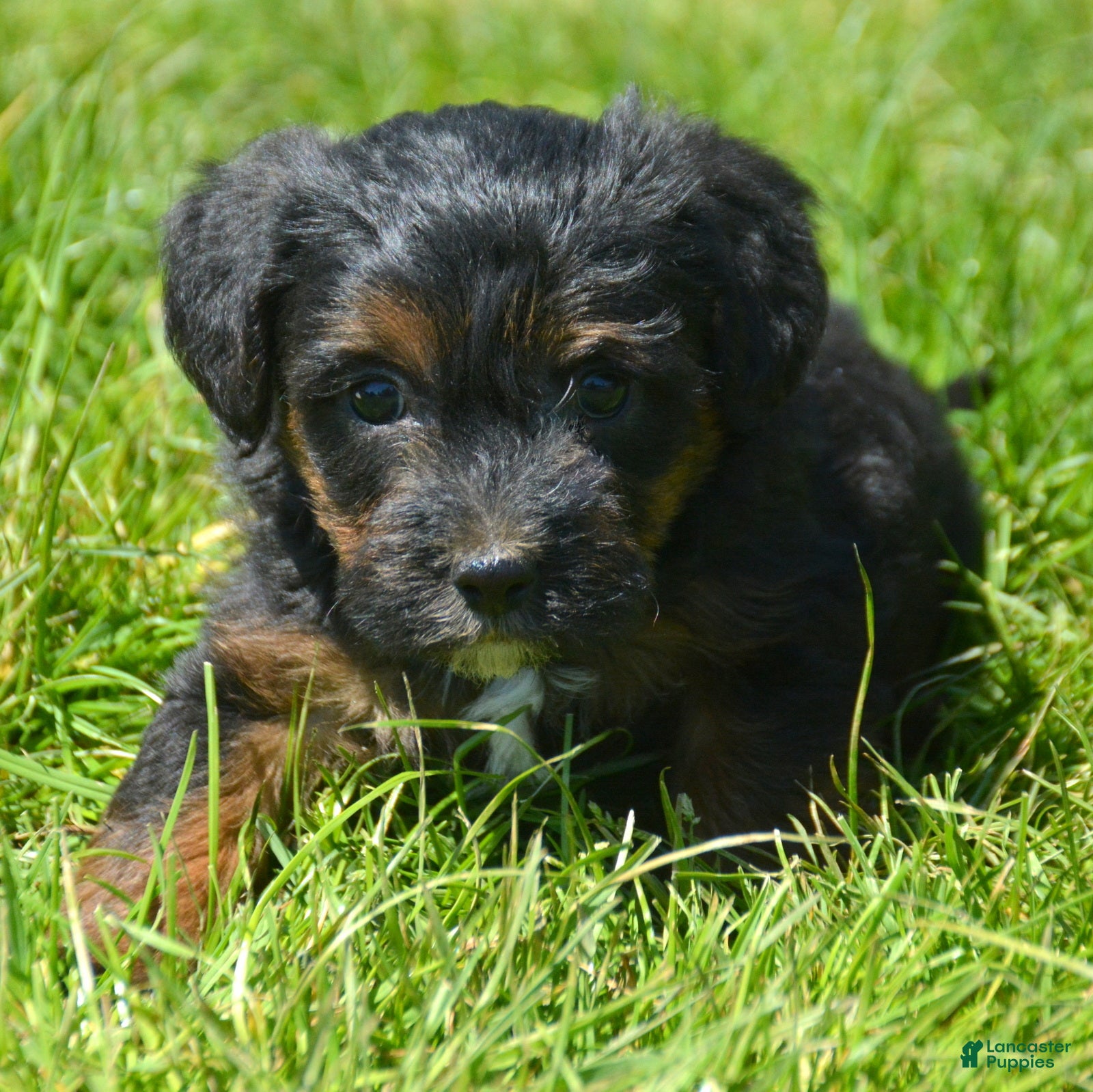 Yorkiepoo dogs Yorkiepoo Patrick - Ad 27