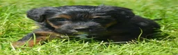 Yorkiepoo dogs for sale: Yorkiepoo Patrick - Ad 2