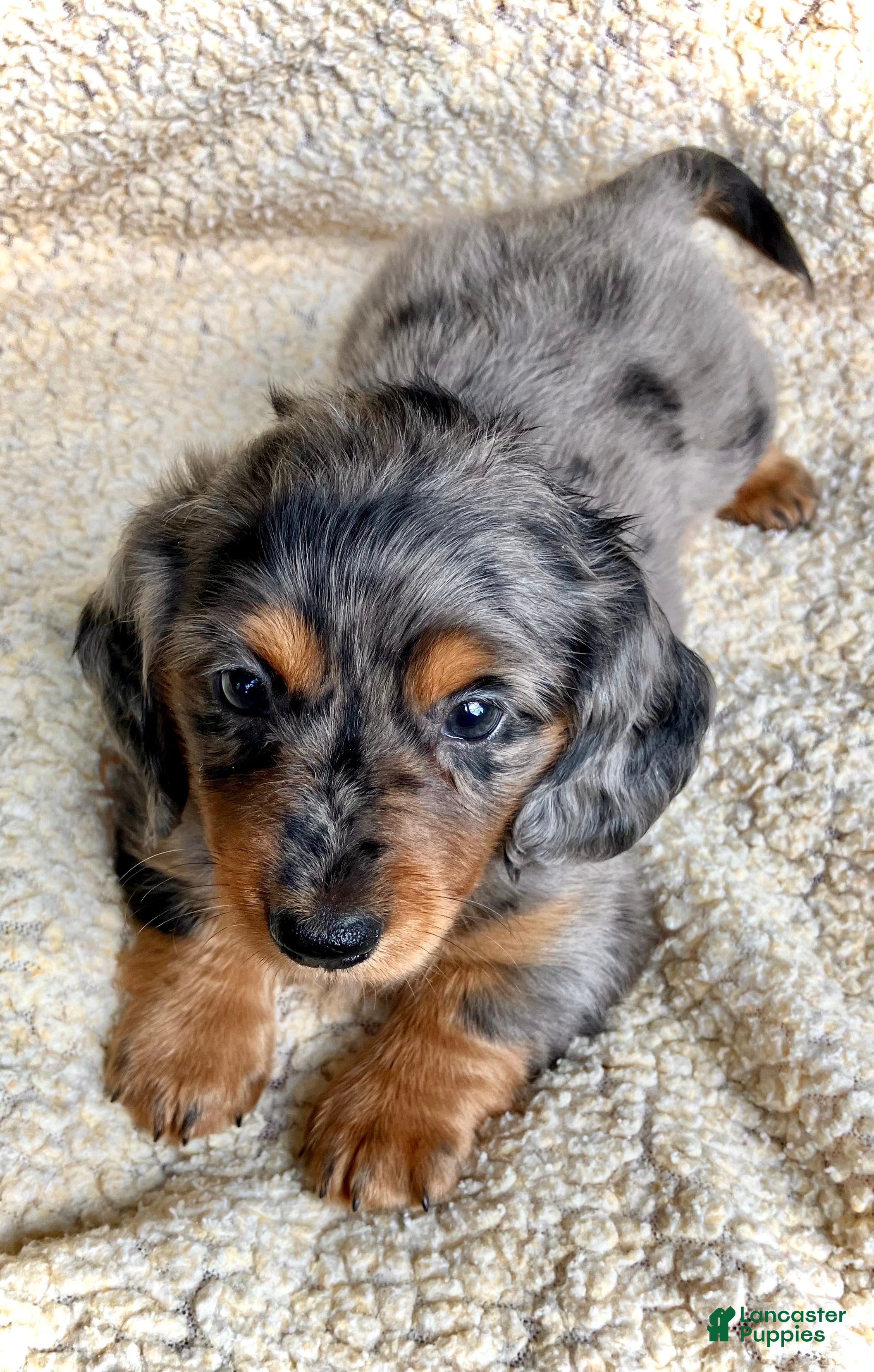 Miniature Dachshund dogs PARMESAN, PARMESAN, PARMESAN!! - Ad 2