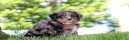 Mini Bernedoodle dogs for sale: Bumblebee - Ad 3