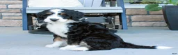 Bernedoodle dogs for sale: Willow - Ad 5